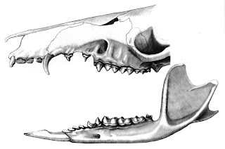 http://4.bp.blogspot.com/_VA6LePZ6KNY/SYPcLnWUvRI/AAAAAAAABZI/ZSaD4B2MXI4/s320/Caenolestes+skull.jpg