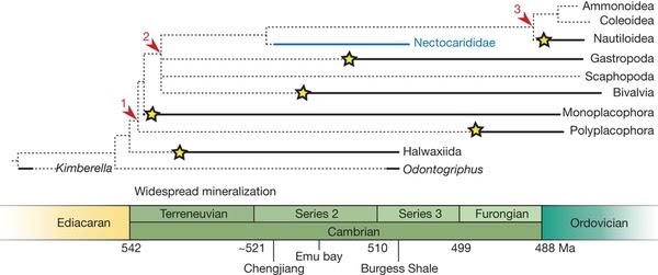 Molluscan Phylogeny