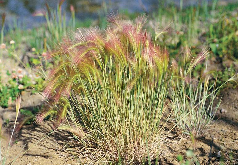Hordeum Bulbosum