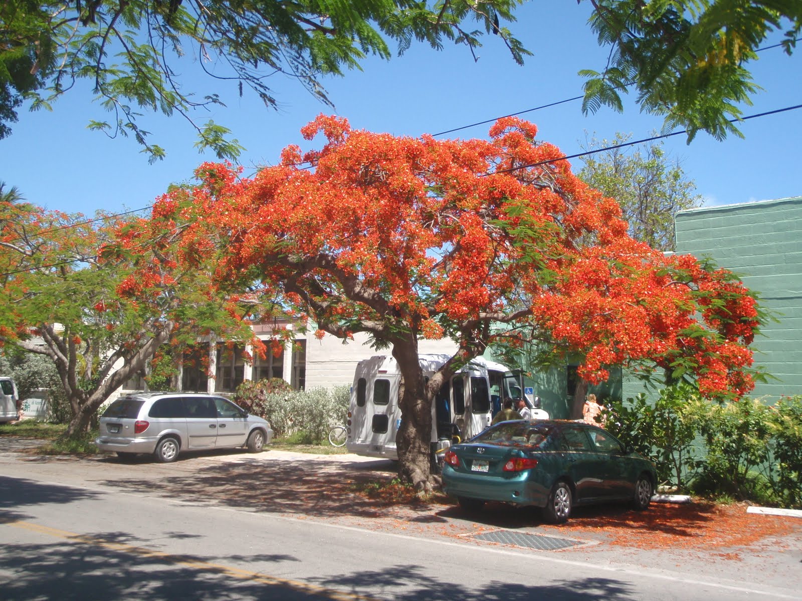 Style Key West Royal Orange