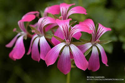 pink ivy