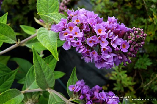 Proven Winners Colorchoice Plant Of The Week Plant Of The Week