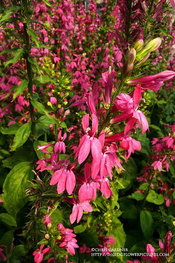 digital flower pictures com