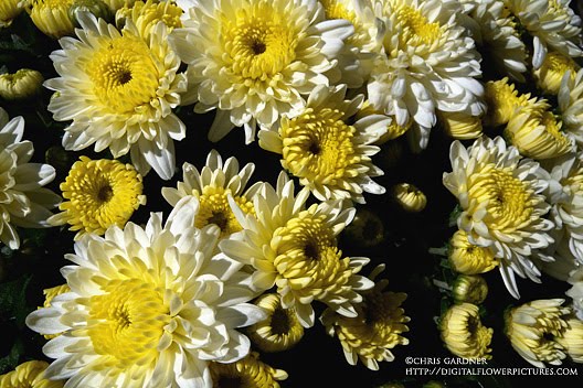 Seeking Chrysanthemum morifolium (for tea) seeds or plant