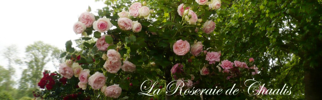 Bonne Vendredi La+roseraie+de+Chaalis