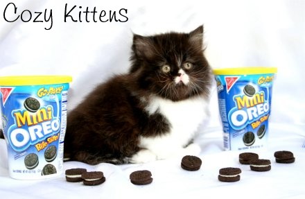 oreo3.jpg