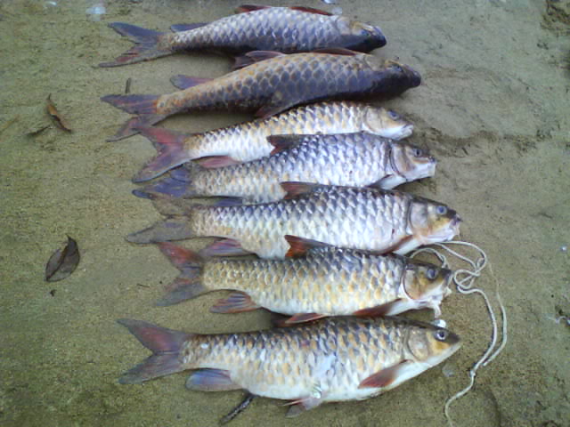 Amirul Amirul
