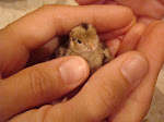 Baby Peep Quail
