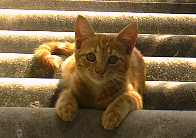 Sevimli Kedi Kedim Sarman