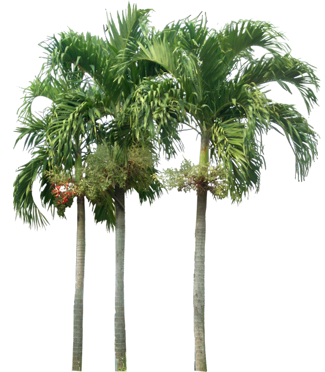 Tropical Plant Pictures: Veitchia merillii Christmas Palm Tropical Plant Pictures: Veitchia merillii Christmas Palm