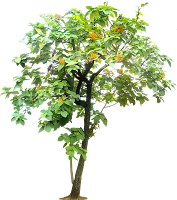 Tropical Plant Pictures: December 2009