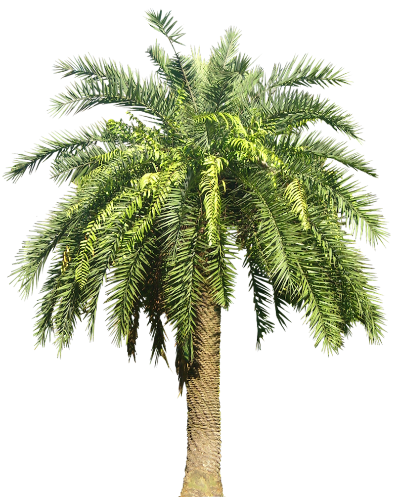 Tropical Plant Pictures: Phoenix loureirii Loureiro39;s Date Palm Tropical Plant Pictures: Phoenix loureirii Loureiro39;s Date Palm