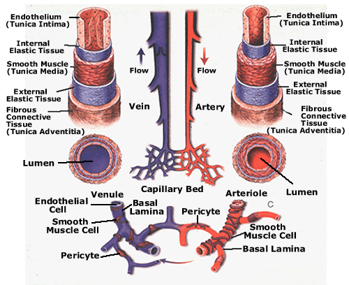 blood vessel endothelium