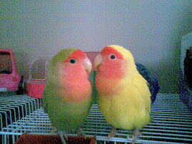 My Pet Birdies