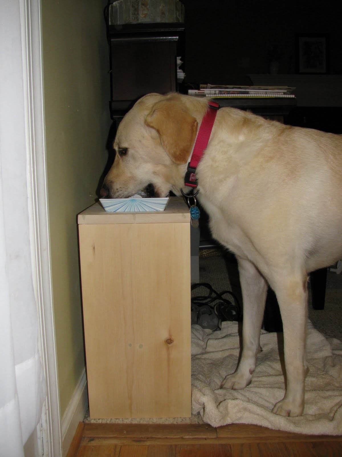 Domestically Devon Elevated Dog Bowl