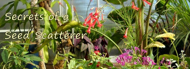 Secrets of a Seed Scatterer