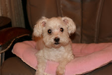 Brother-Dickey 14.5 yrs old