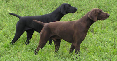 Brookeis & Bracos. Adiestramiento canino y Cetrería