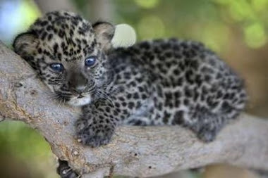 Leopard Cub Face
