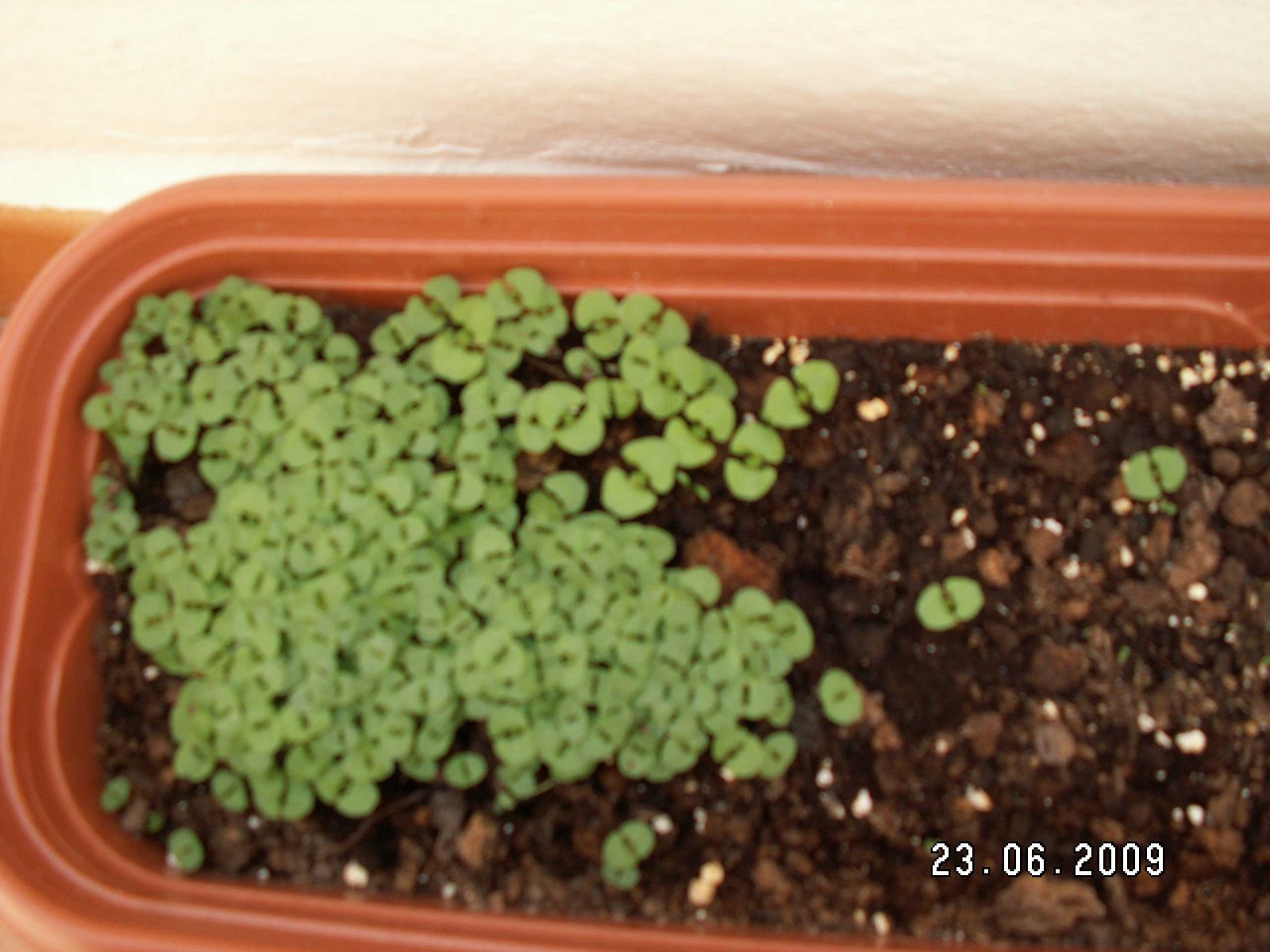 [Albahaca03.JPG]