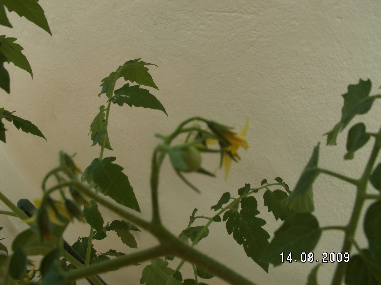 [tomatitos01.JPG]