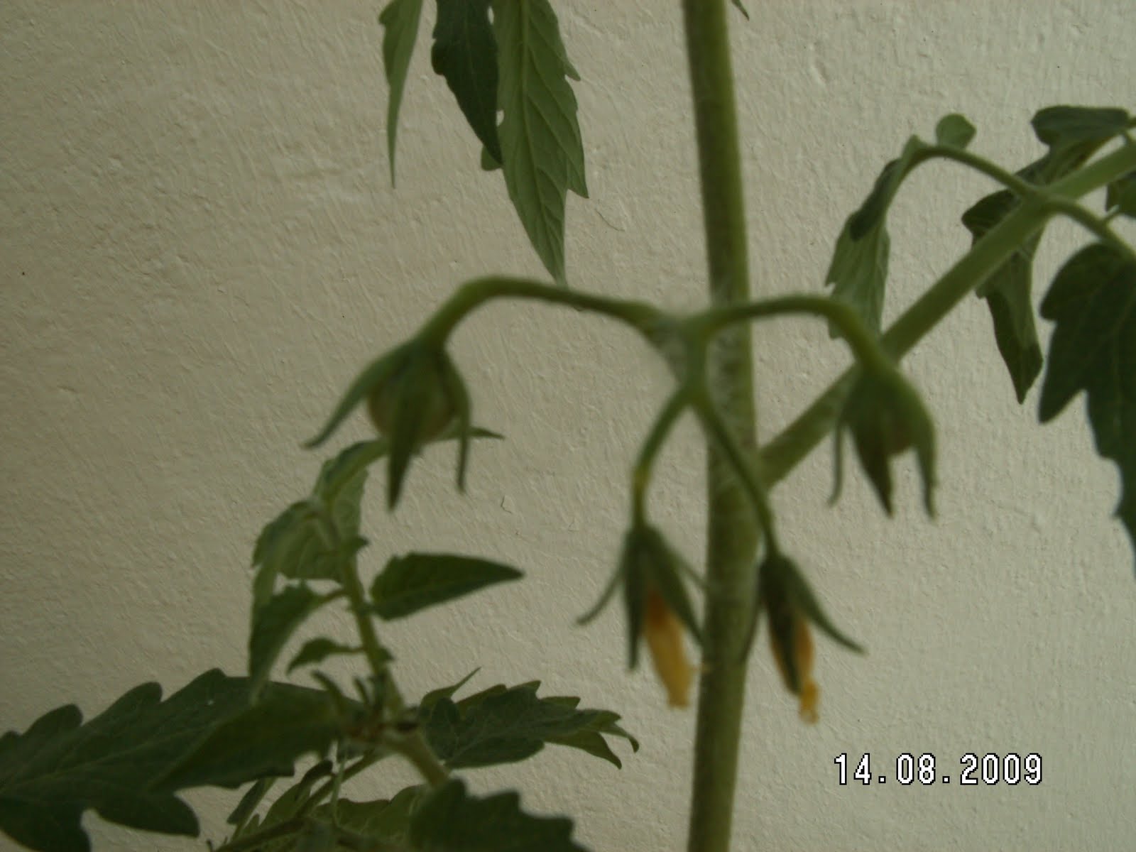 [tomatitos02.JPG]