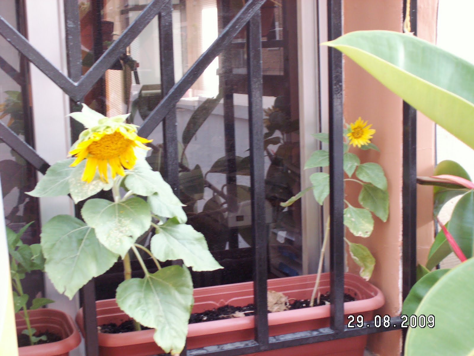 [PICT0274.JPG]