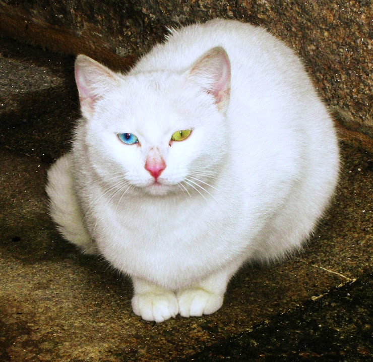 Garfi Trulock