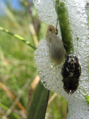 Cercopoidea, pěnodějka