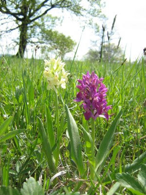 Dactylorhiza sambucina, Elder-flowered Orchid, prstnatec bezový