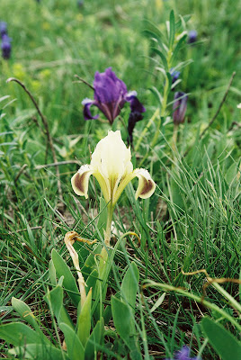 kosatec žlutofialový, Iris spuria