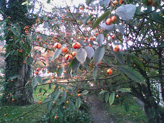 Euonymus myrianthus