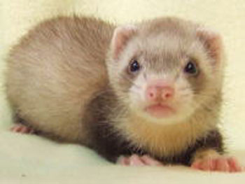 HURON ANIMAL