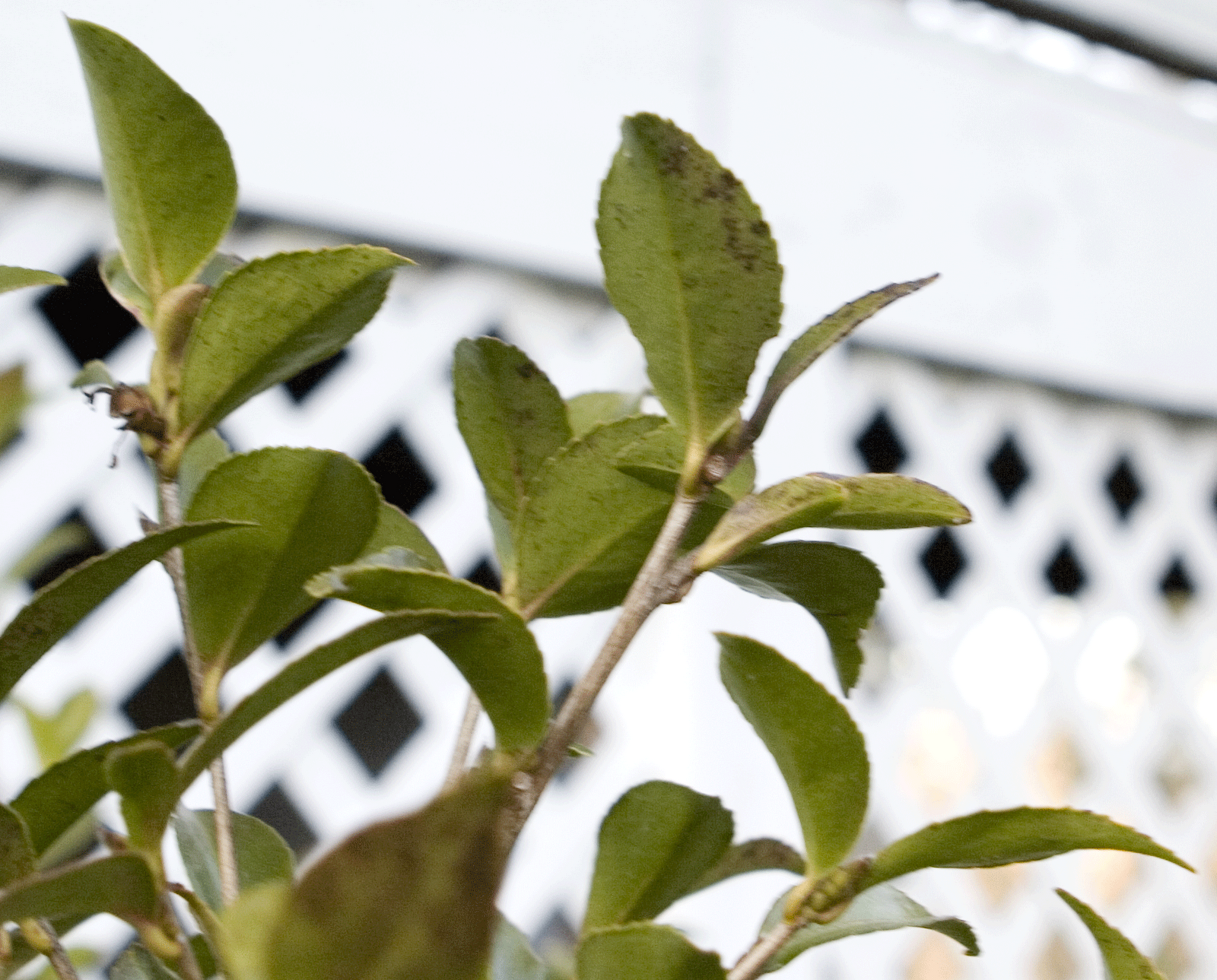 Possible disease on camellia