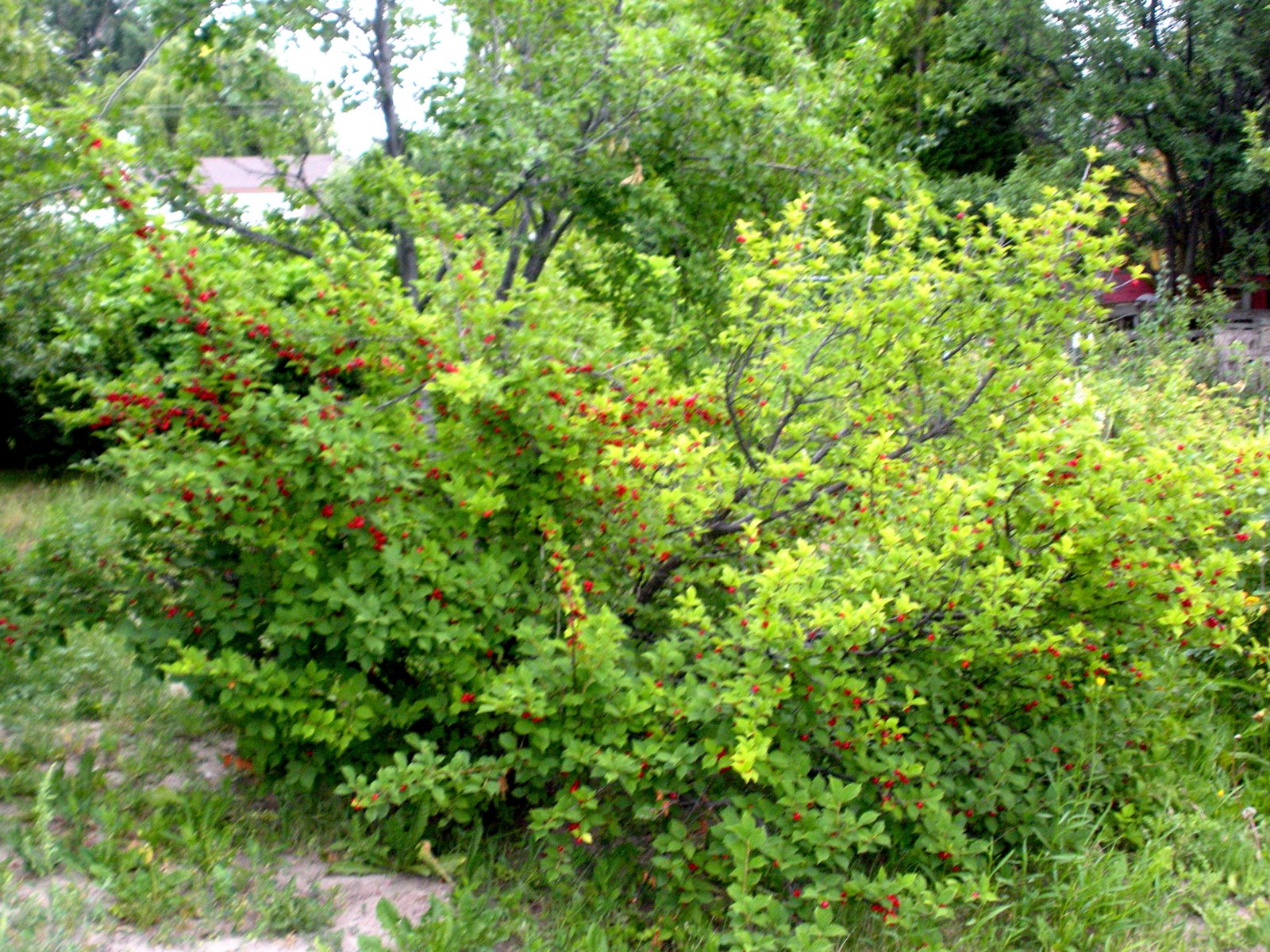 [DSCN1527.JPG]