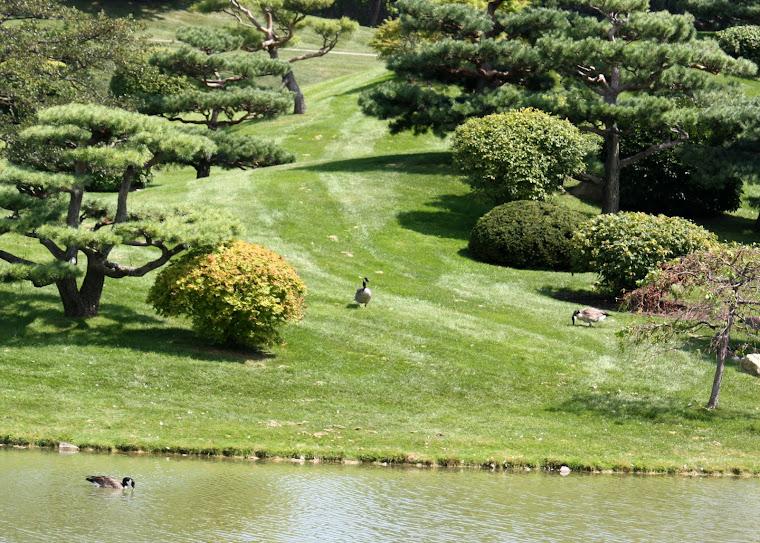 JAPANESE GARDEN