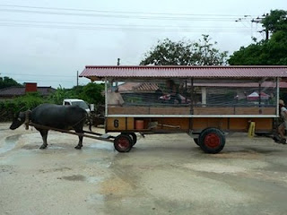 竹富島の牛車（新田観光）
