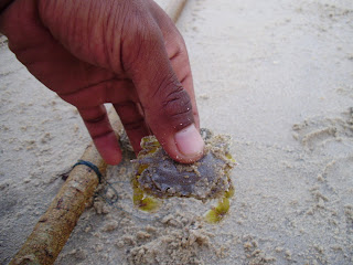 Ketam Ragi