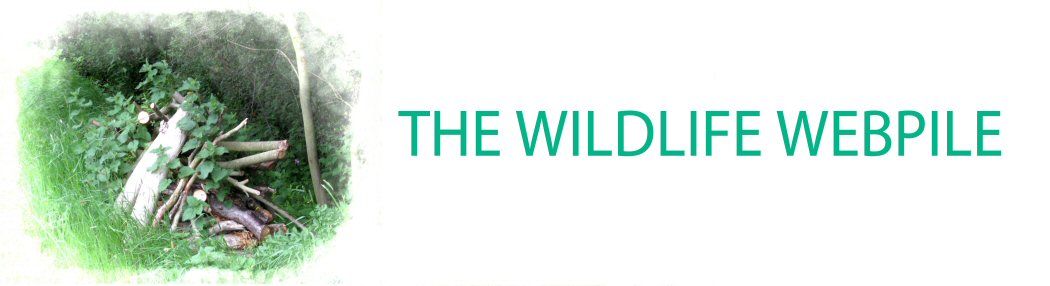 the wildlife webpile