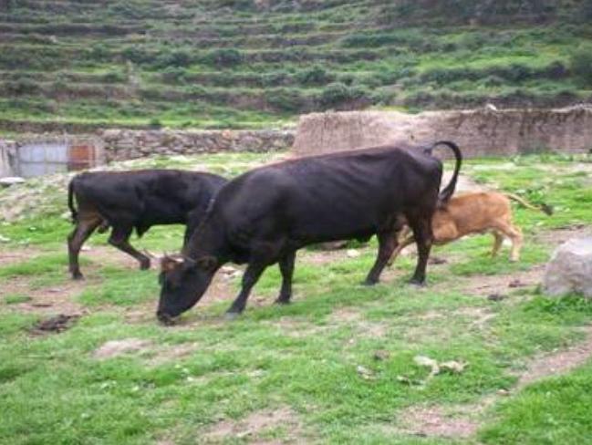 INSEMINACION ARTIFICIAL GANADO VACUNO inseminacion artificial ganado vacuno: