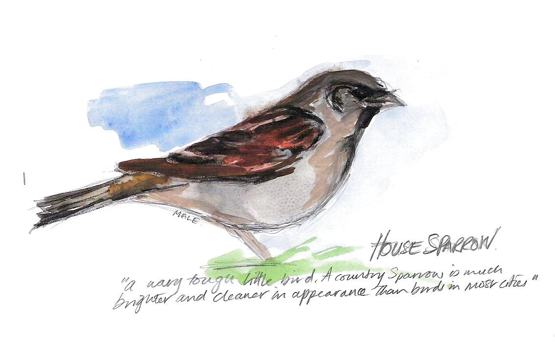 [SPARROW]