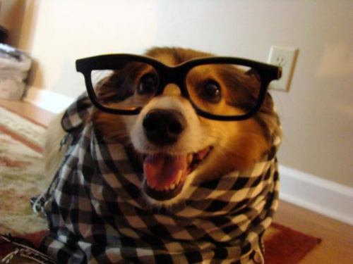DogWithGlasses-3.jpg