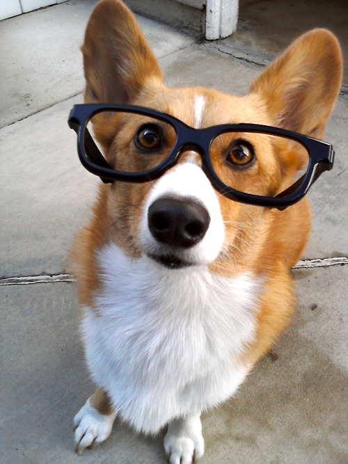 Guys With Glasses Dogs With Glasses