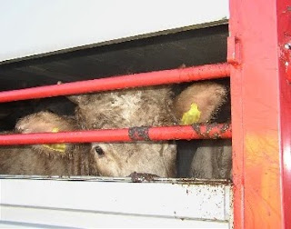 Transporte de vacas para consumo humano.