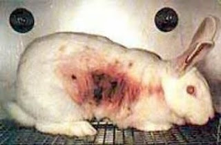 Conejo albino sometido a test Draize (Draize Skin Test).