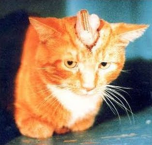 Gato adulto en laboratorio; los electrodos y tubos están insertados en su cerebro de forma permanente.