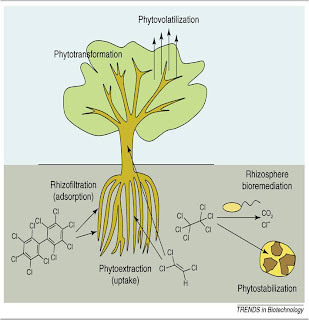 Env. Biotech: GMOs for Pollution Abatement: Poplar Tree diagram of poplar tree 