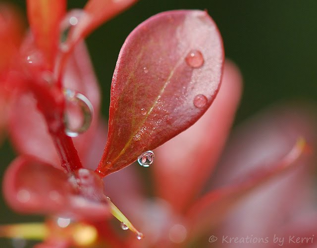 quotes kissing rain quotes about kissing. quotes kissing rain