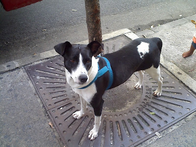 Cachorrinha à procura de um dono
