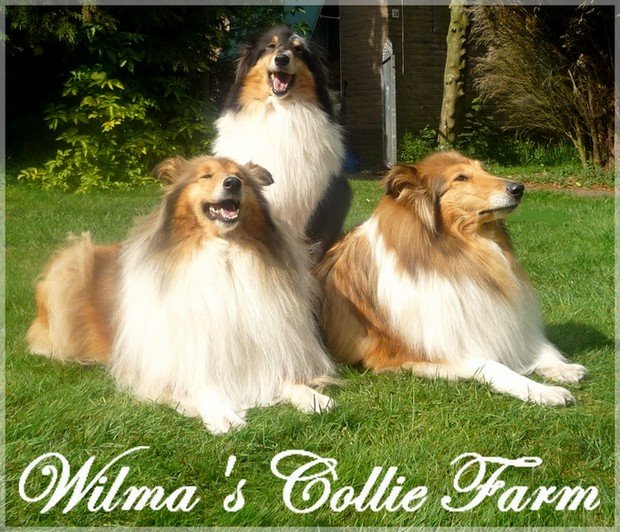 wilma's collie farm